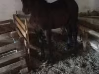 Hengst, Nonius horse — Foto 6