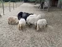 मेढ़ा, Racka sheep — फ़ोटो 4