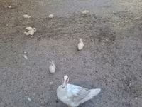 Ducks — Foto 1