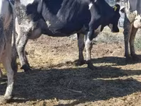 Vaca, Russian Black pied cattle — foto 1