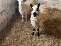 Sheep, Cerry Hill sheep — photo 8