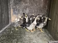 Ducks — photo 4