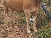 Vaca, Swiss cattle — foto 5