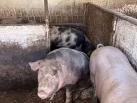 Cerdos (lote, sexo no especificado), Cerdos — foto 6