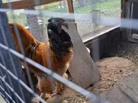 Brahma — Foto 3