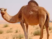 Kamile (partija, pol nije naveden), Kazakh Bactrian camel — fotografija 1