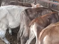 Krava, Simmental cattle — fotografija 3