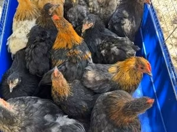 Pekin-Zwerg