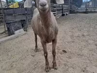 母羊, Sheep — 照片 5