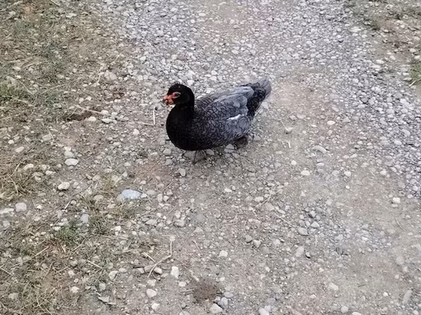 Domestic Muscovy