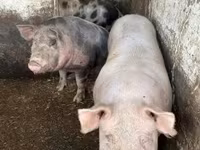 猪（批次，未指定性别）, Pigs — 照片 2
