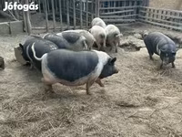 Schweine (Partie, Geschlecht nicht angegeben), Schweine — Foto 6