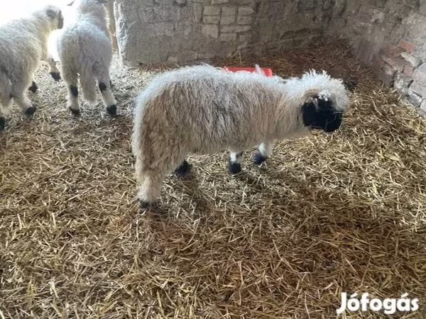 Widder, Wallis Country sheep