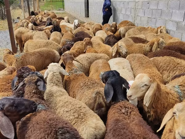 Ovca, Овце