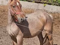 حصان, Hungarian horse breed — الصورة 1