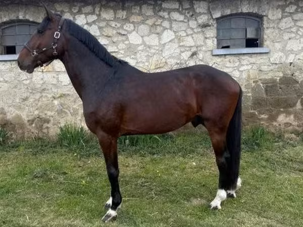 Koń, Hungarian horse breed — Węgry