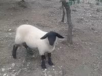 Ovan, White Suffolk sheep — fotografija 7