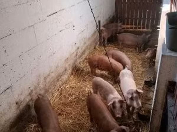 Knur, Świnie — Węgry