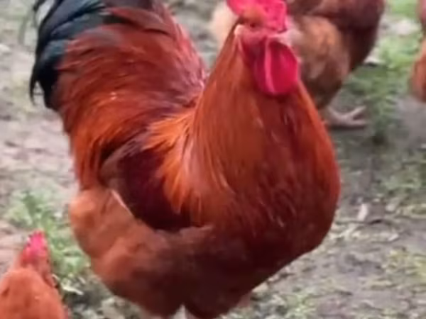 Nju Hempšir crvena
