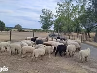 Widder, Racka sheep — Foto 2
