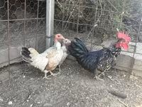 Chickens — fotografija 1