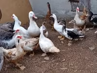 Ducks — zdjęcie 2