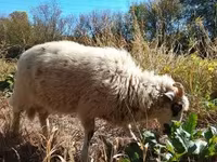 公羊, Racka sheep — 照片 6