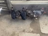 Chickens — 照片 3