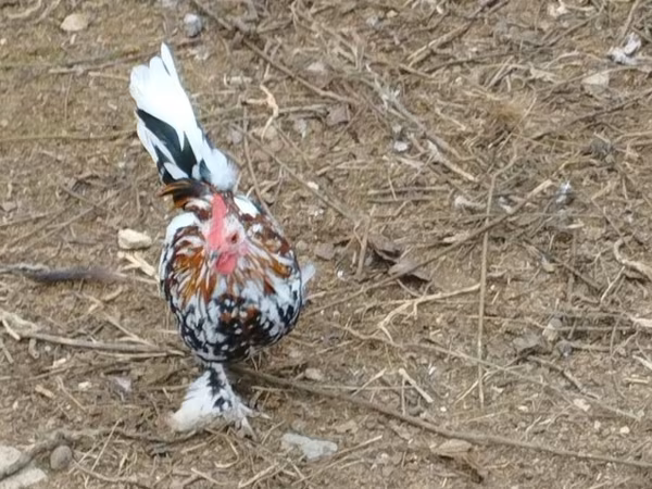 Chickens