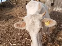 Vaca, Charolais cattle — foto 1