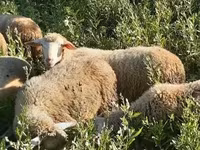 雄羊, Merino sheep — 写真 6