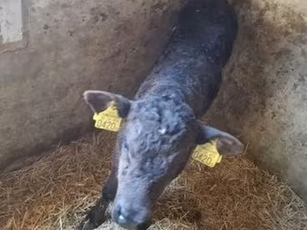 Bull, Cattle