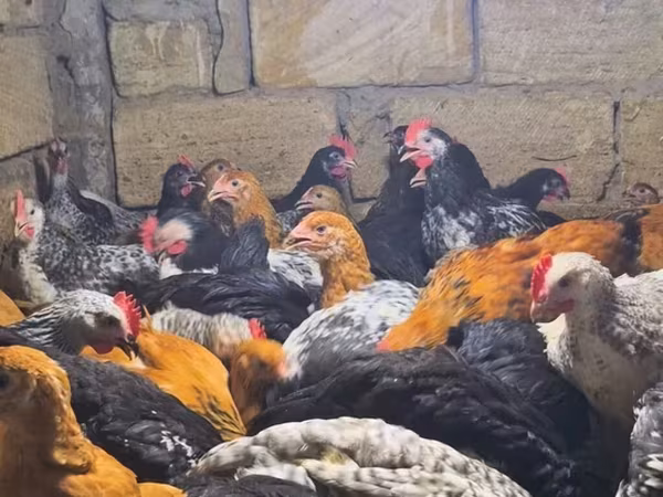Chickens