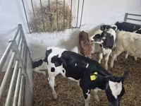 ثور, Russian Black pied cattle — الصورة 6