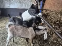 Jarac, Nubian Goat — fotografija 3