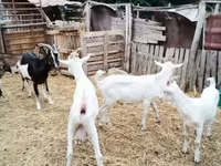 Kozioł, Kozy — zdjęcie 3