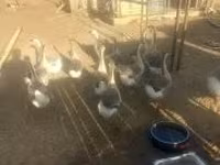 Geese — Foto 3