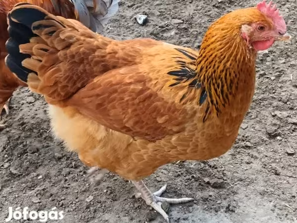 سَسِكس