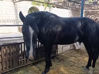 Caballo, Friesian sport horse — foto 4