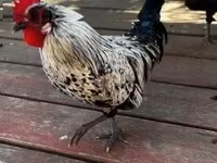Japanisches Bantam — Foto 5