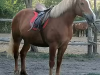 घोड़ी, Haflinger — फ़ोटो 1