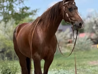 Kobila, Quarter Horse — fotografija 2