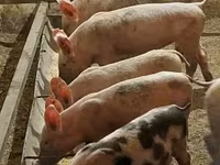 母猪, Pigs — 照片 1