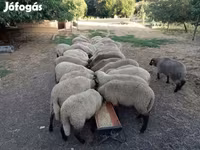 Овца, Цигай овца — фото 3