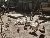 Chickens — foto 2