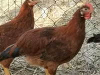 Chickens — zdjęcie 6