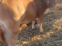 Bulle, Simmental cattle — Foto 1