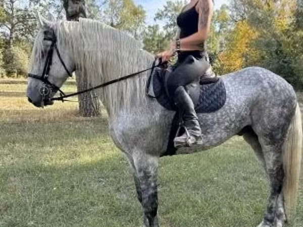 Кінь, Andalusian horse