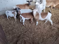Qoyunlar (partiya, cinsi göstərilməyib), Cameroon sheep — foto 2