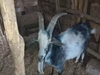 公山羊, Goats — 照片 2